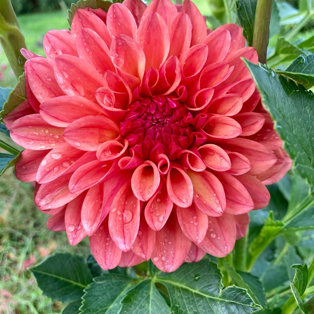 Ferncliff Copper dahlia tuber